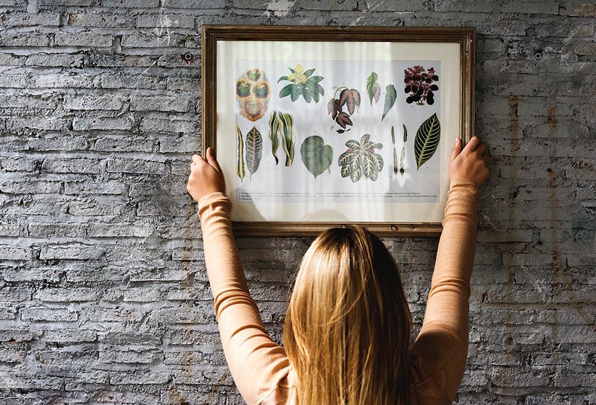 Mladá žena vešia na stenu zarámovaný obraz s kresbami rastlín